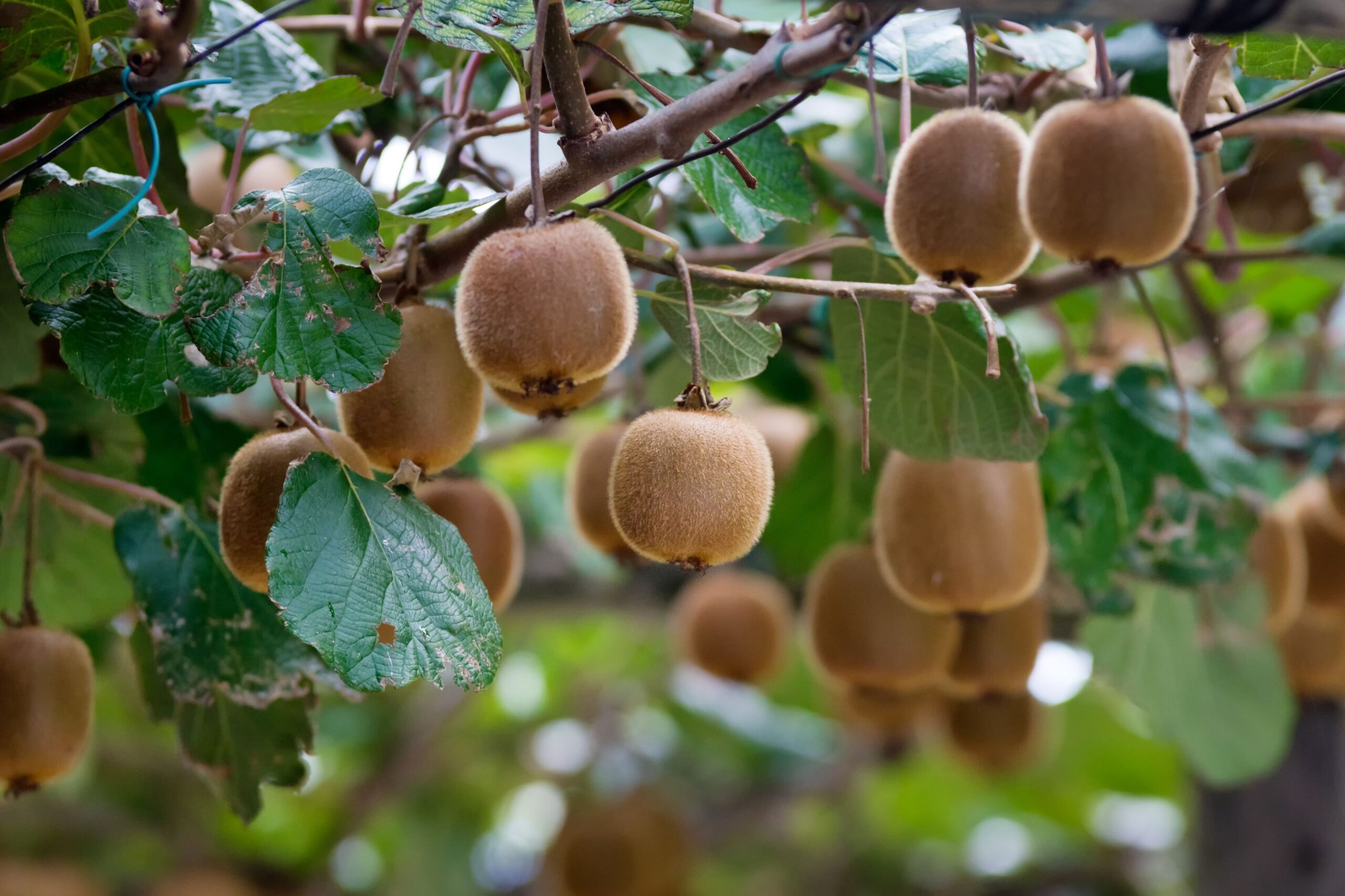 kiwi fruit plant pictures