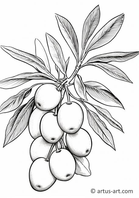Kumquat Fruit Coloring Page Free Download Artus Art