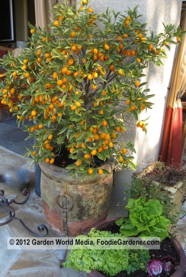 KUMQUAT FRUIT TREE The Foodie Gardener