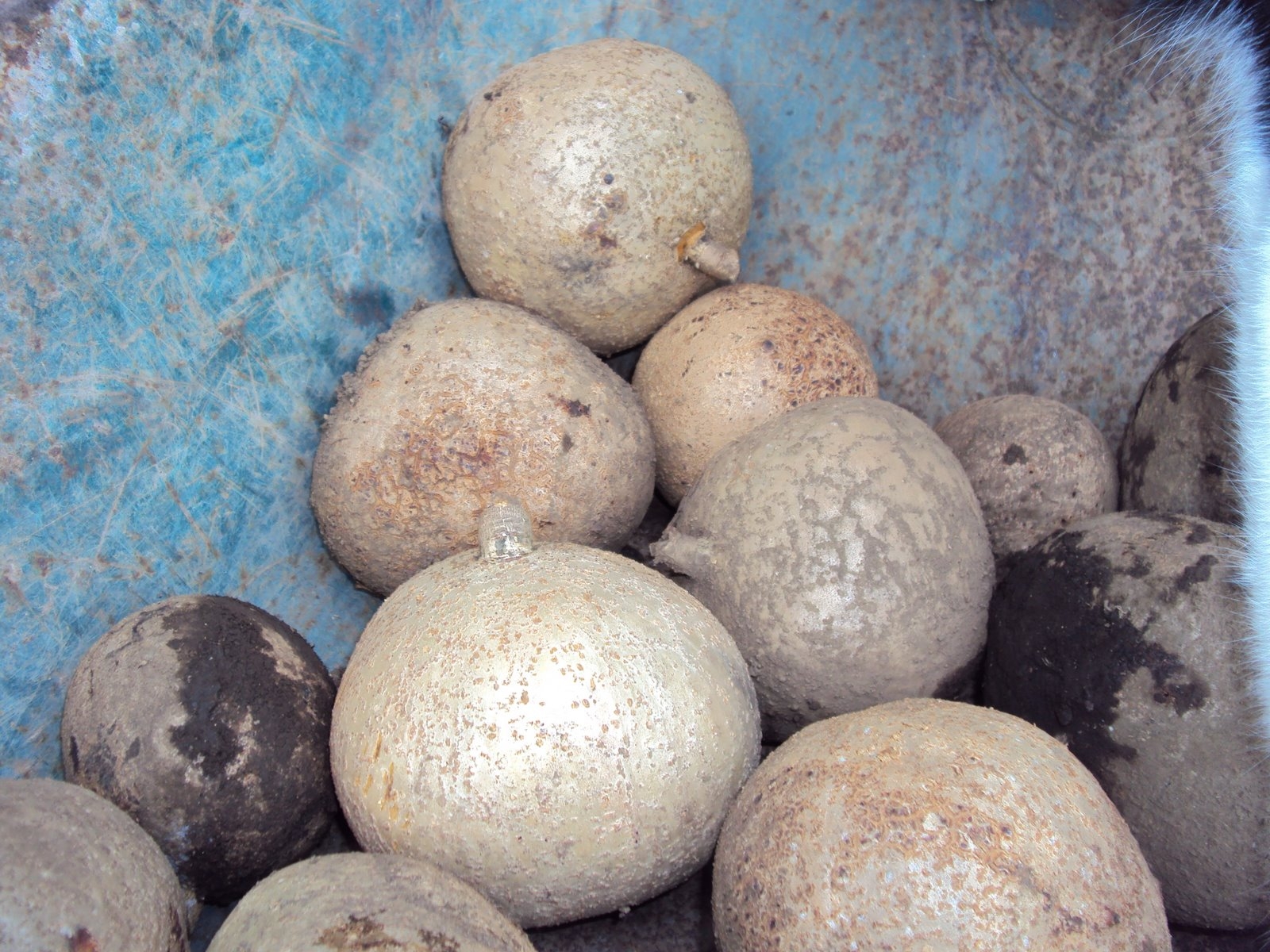 Las Frutas De Para so Mamey Fruit