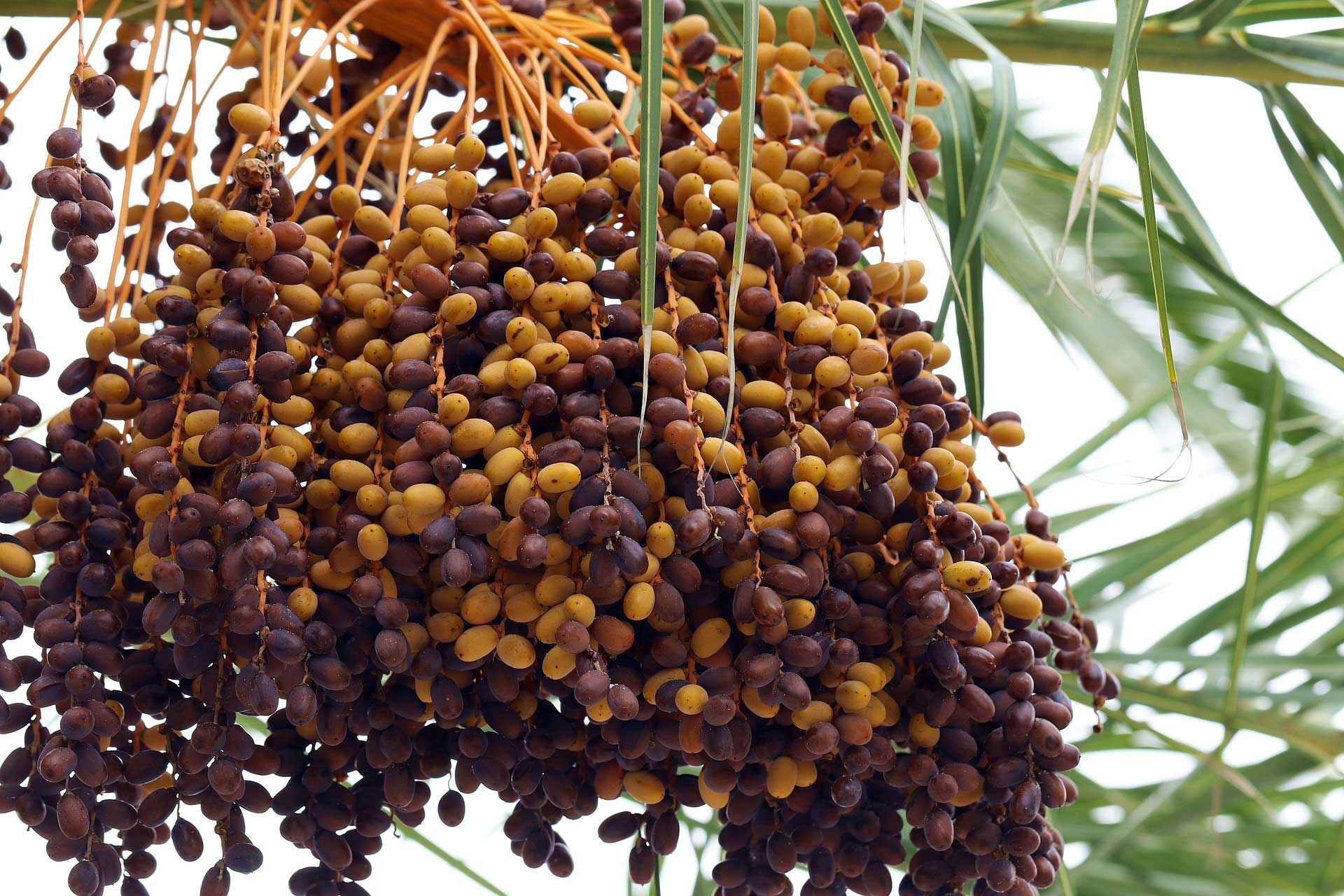 Learn About Nature Date Fruit Learn About Nature
