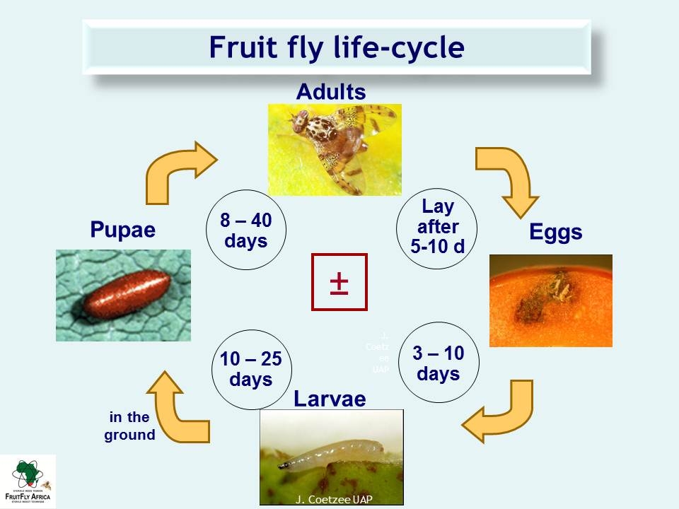 Life Cycle Identification Fruit Fly Africa