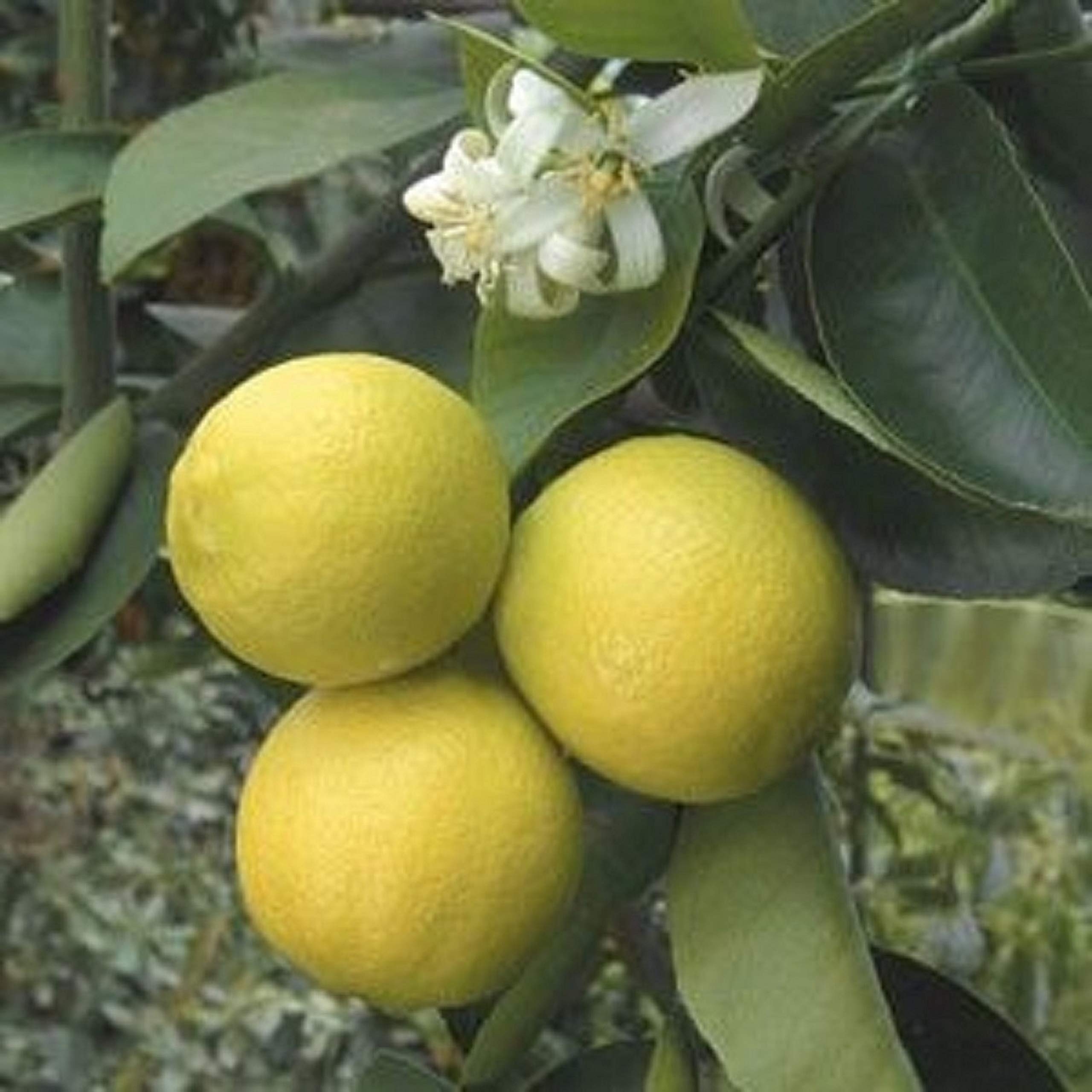 lima fruit pictures