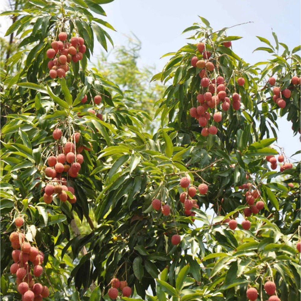 Litchi Fruit Plant Air Layered Litchi Tree VOP