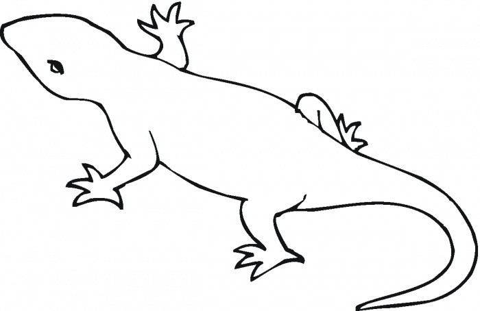 free printable lizard pictures