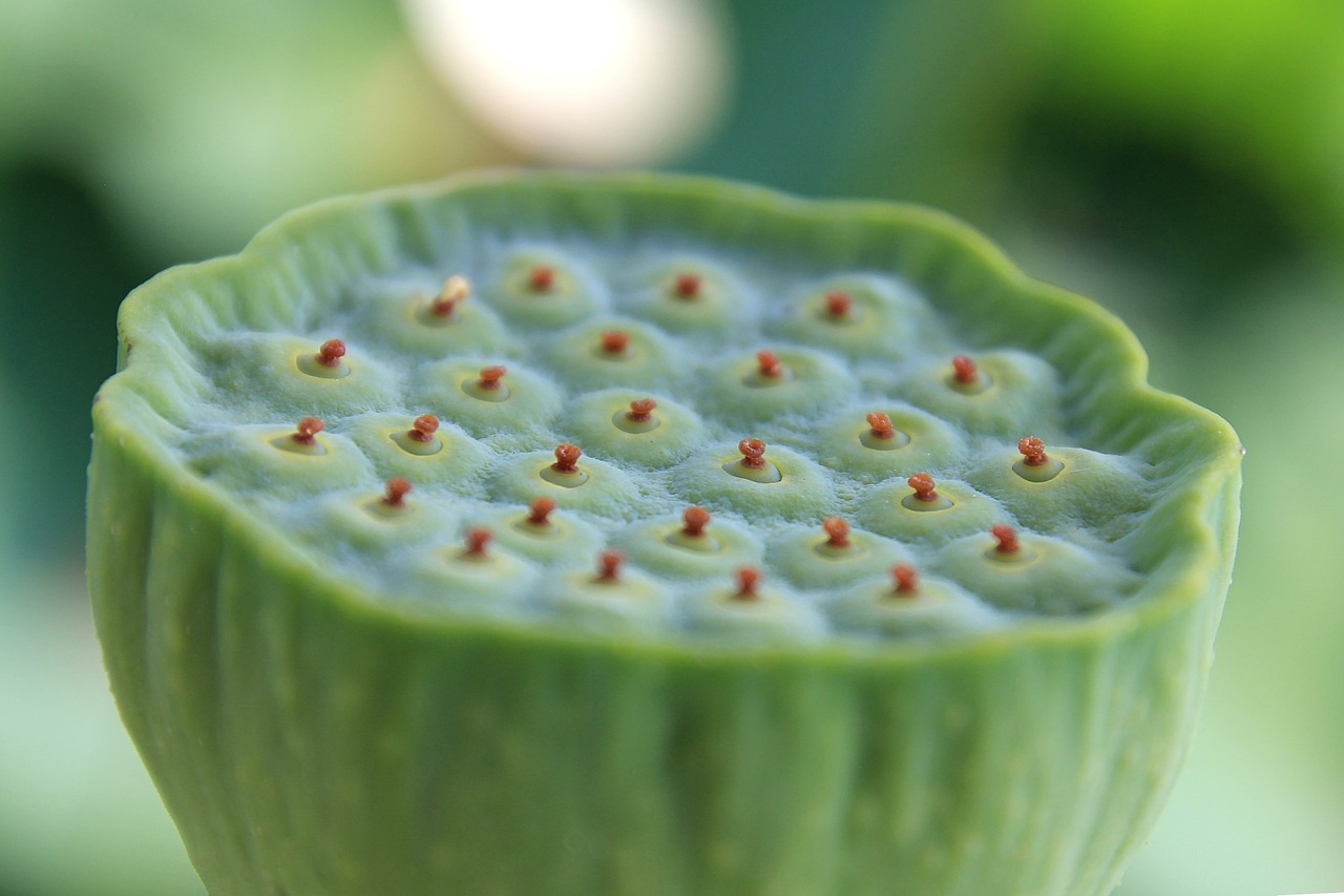 Lotus Fruit lotus fruit plant natural Free Image From Needpix