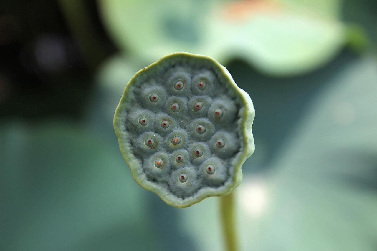 Lotus Fruit Plant Free Photo On Pixabay