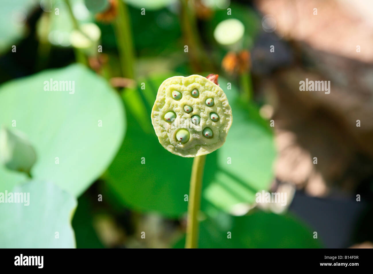 lotus fruit picture