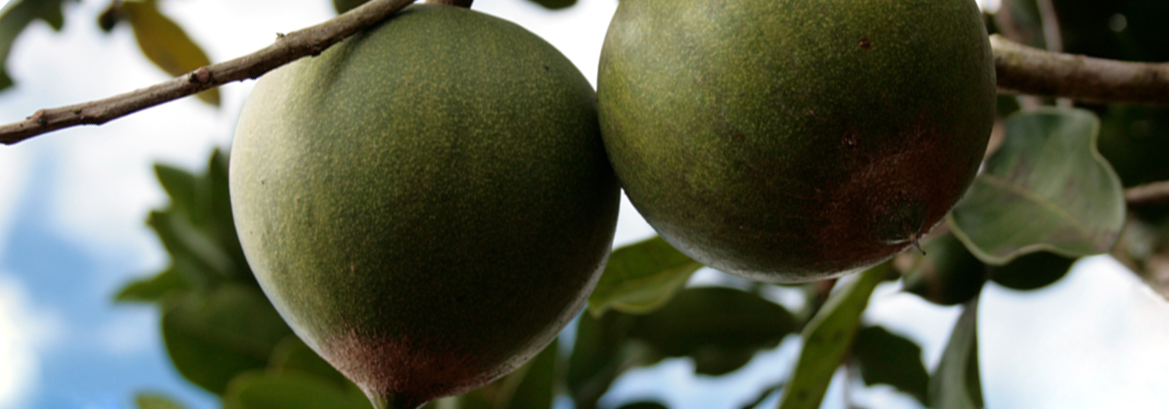 lucuma fruit picture