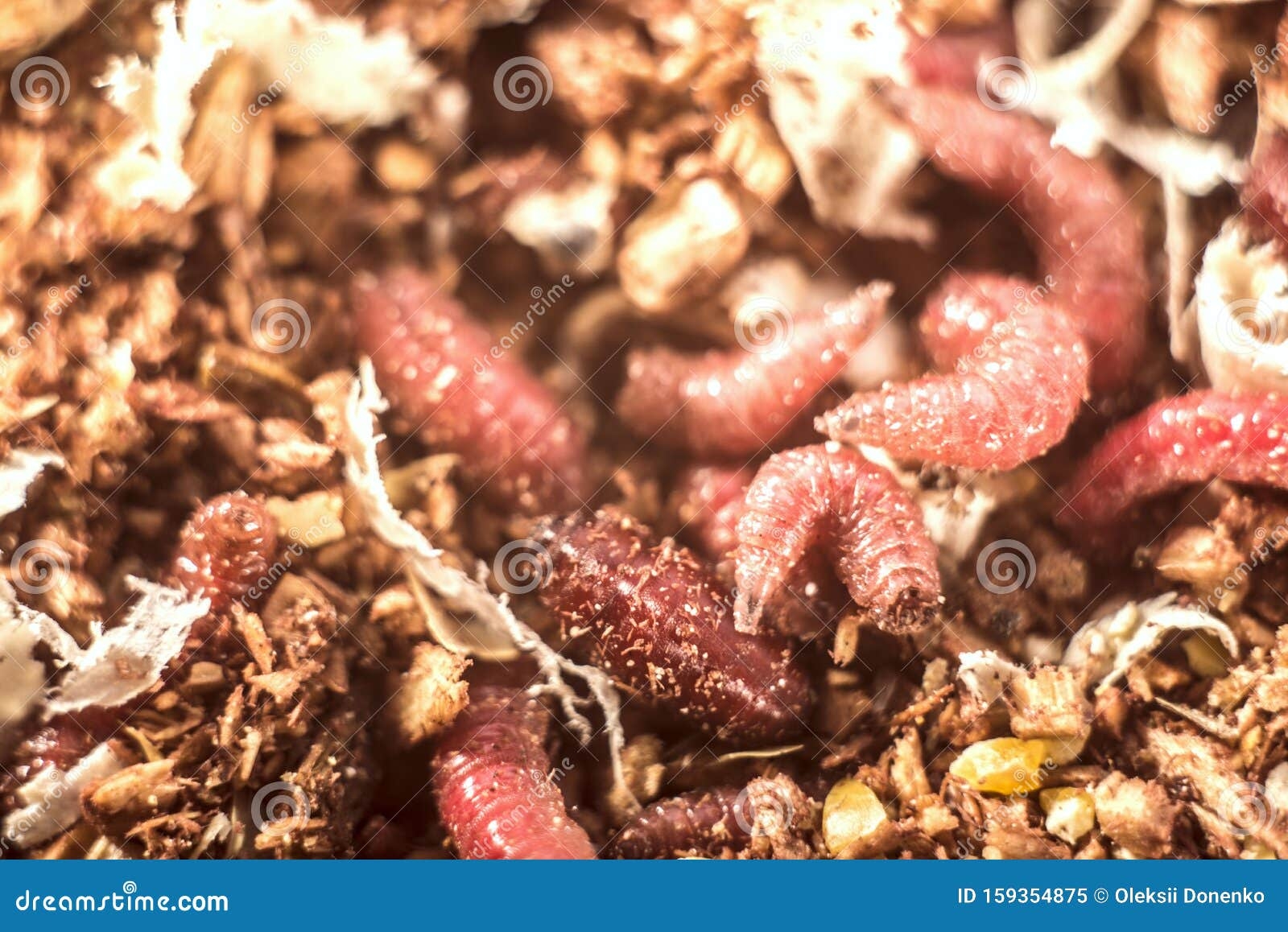 Macro Photo Pink Red Maggots Image Background Fishing Bait Pink Worms 