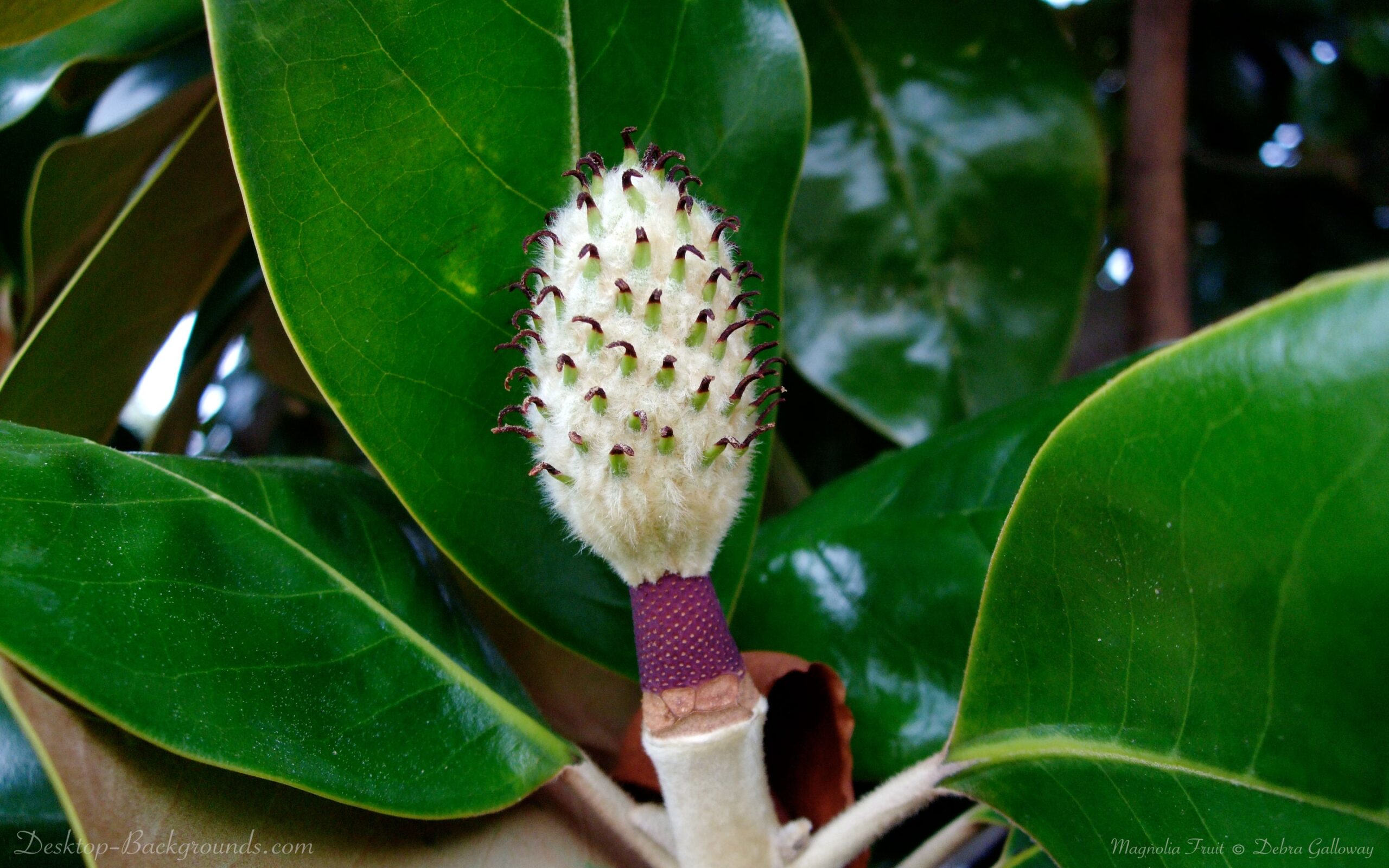 Magnolia Fruit Desktop Backgrounds