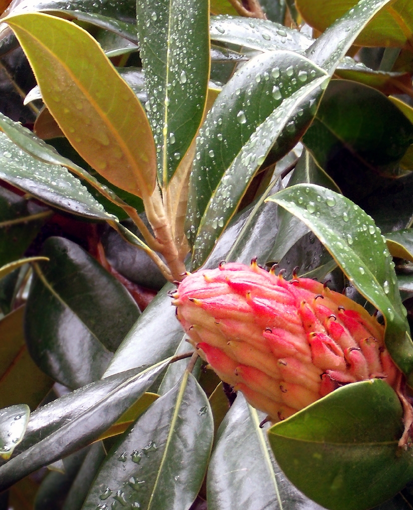 magnolia tree fruit pictures
