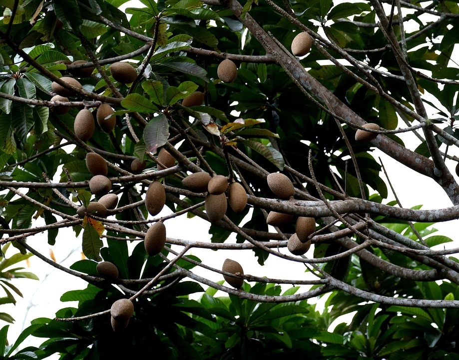 mamey fruit pictures