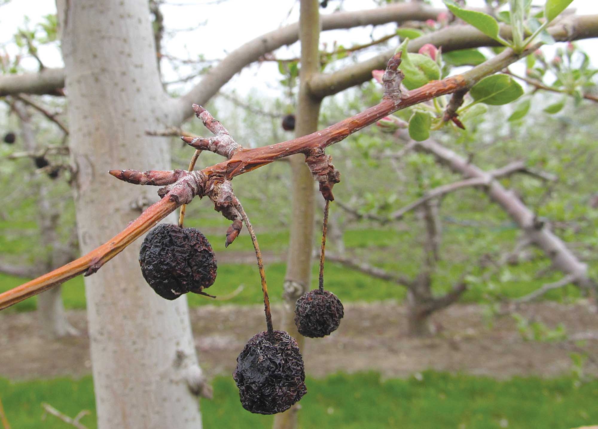 Managing Crab Apple Diseases Good Fruit Grower