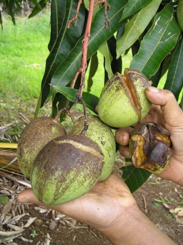 Mango Diseases