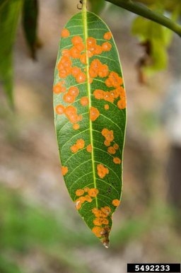 Mango Diseases