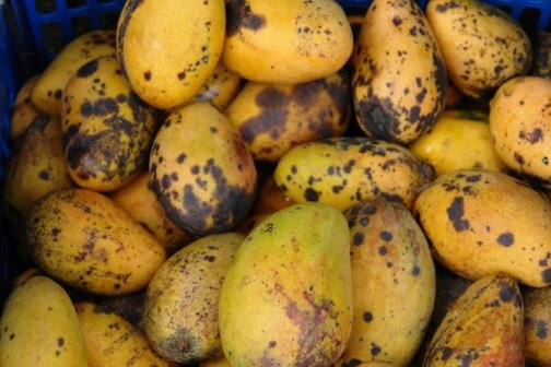 Mango Diseases
