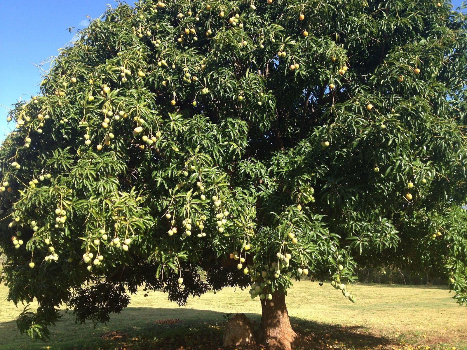 Mango Tree Wallpapers Top Free Mango Tree Backgrounds WallpaperAccess