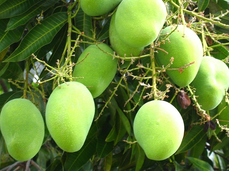 mango fruit tree pictures