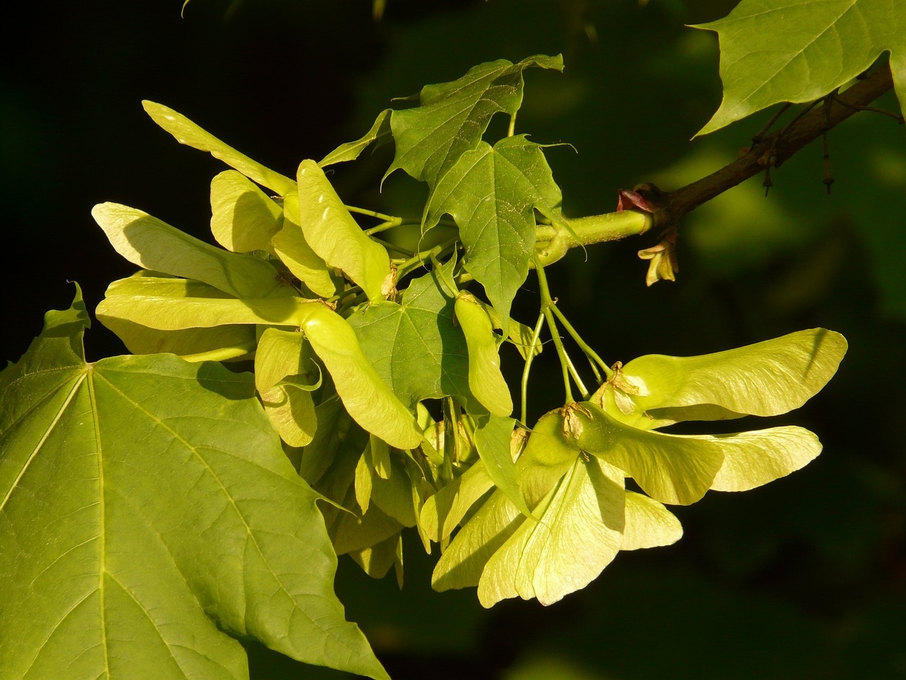 maple fruit picture