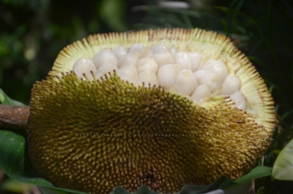 marang fruit tree picture