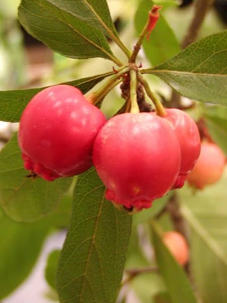Mayhaw Fruit Tree LA Landscape Supply
