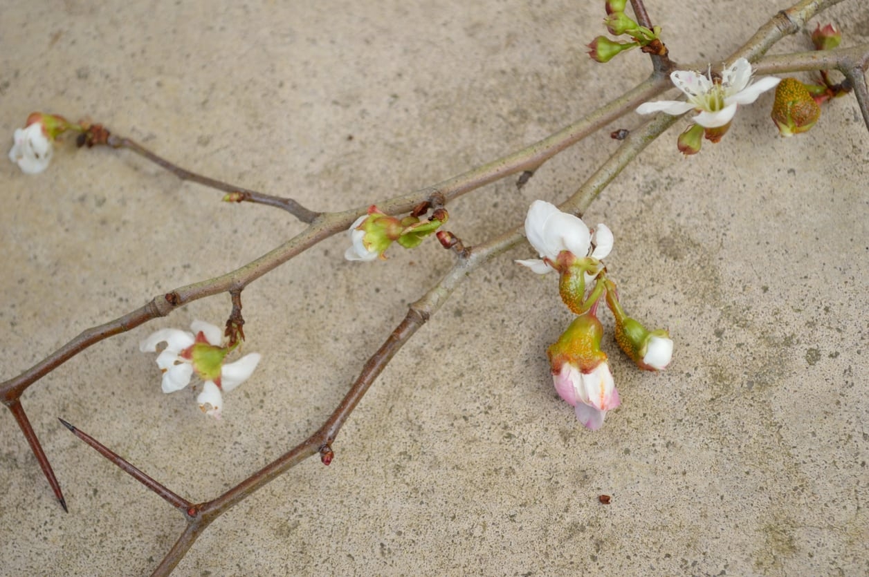 mayhaw fruit pictures