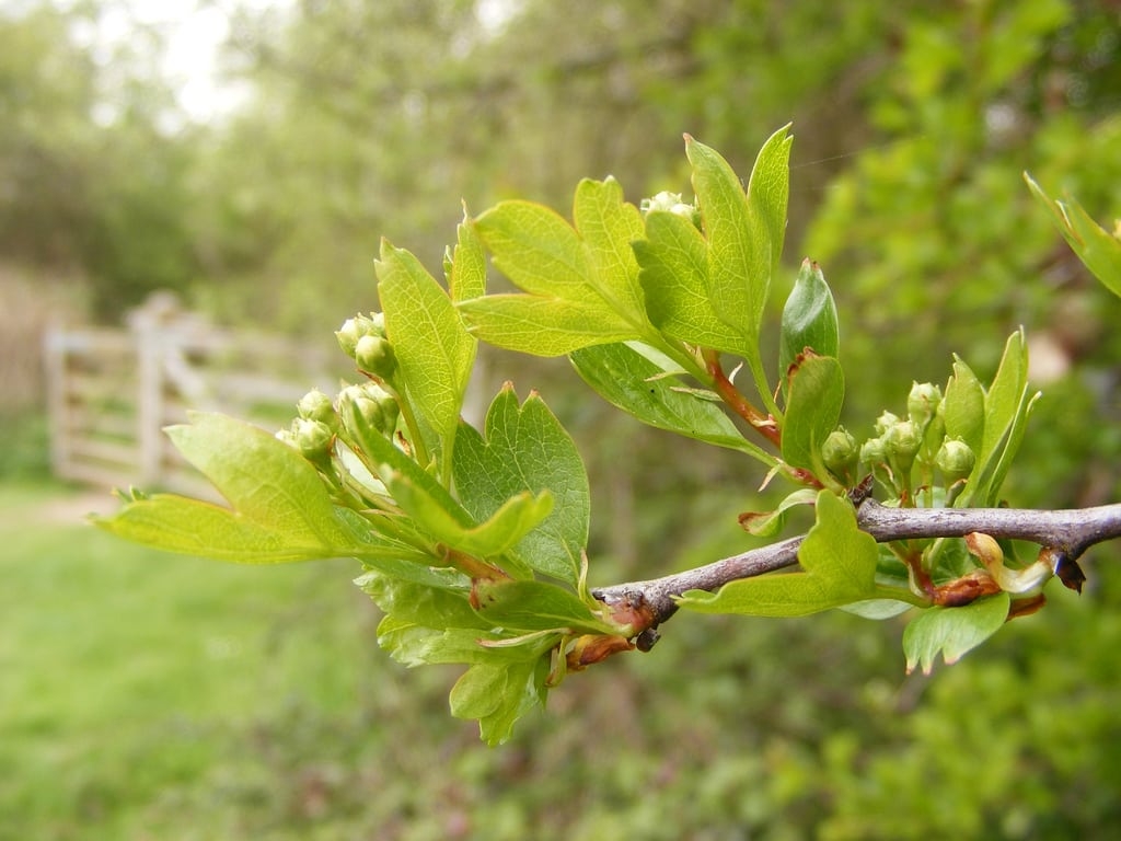 Mayhaw Fruit Trees Learn How To Grow A Mayhaw Tree IMP WORLD