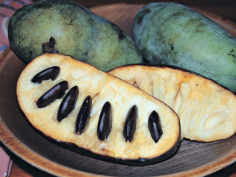 Meet The PawPaw Fruit Health Journal