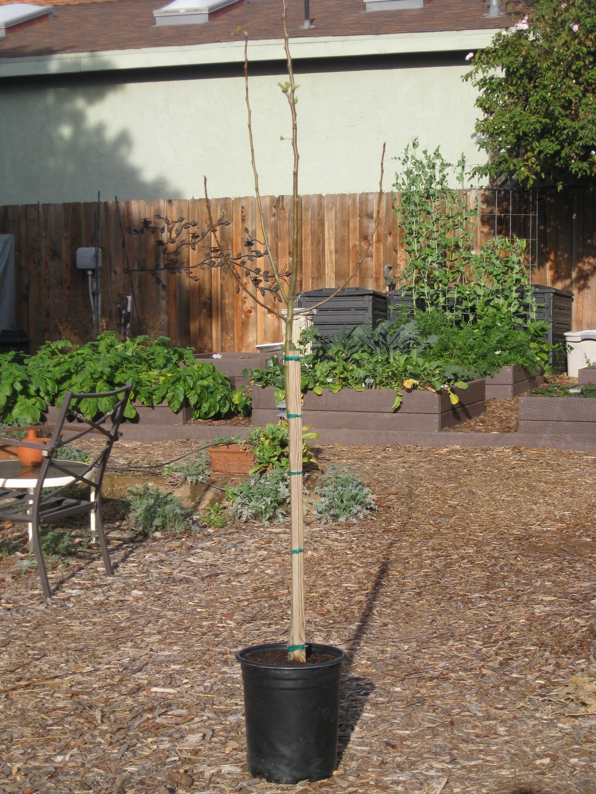 Million Trees LA Free Fruit Trees Gardenerd