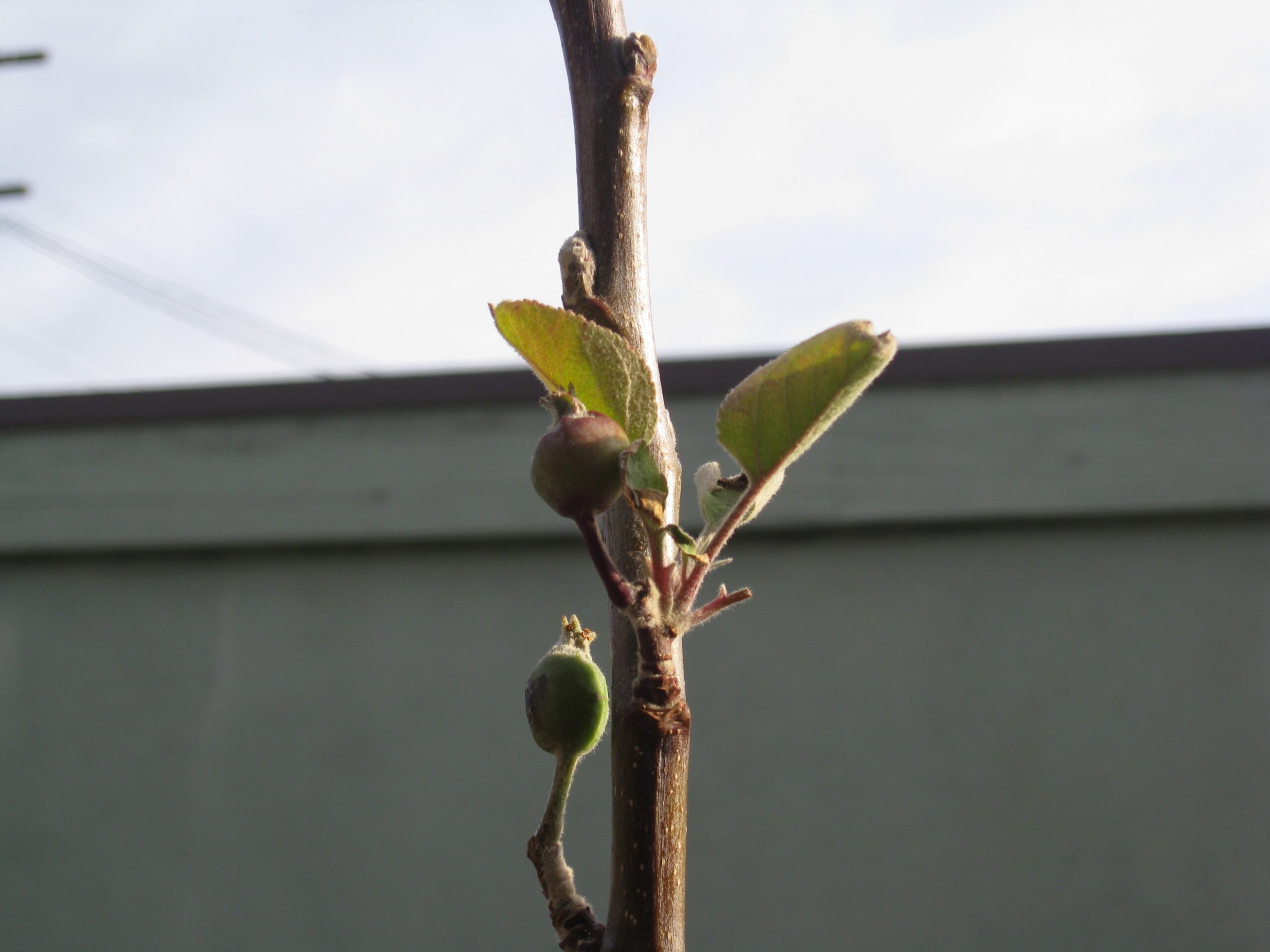 Million Trees LA Free Fruit Trees Gardenerd