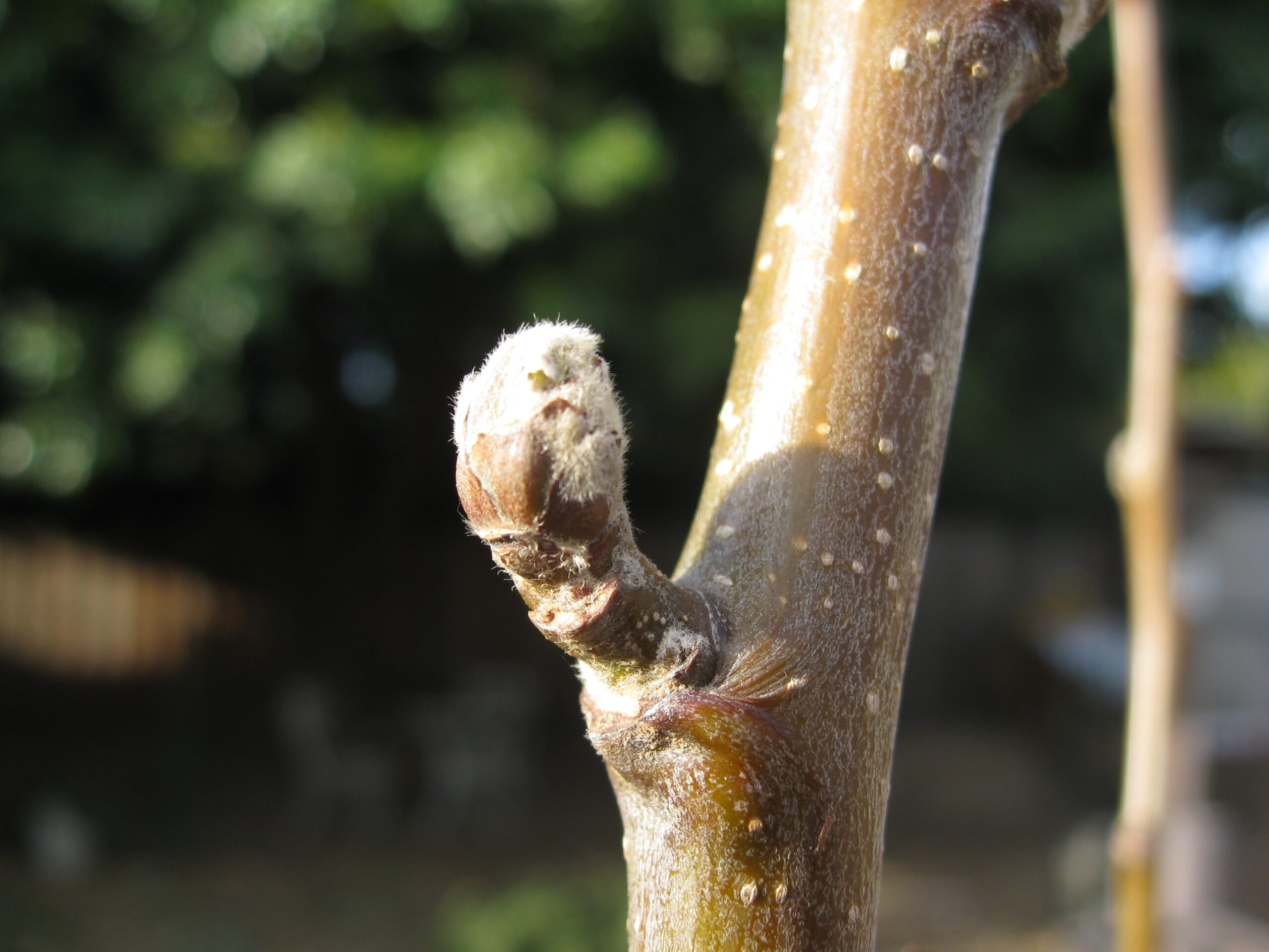 free pictures of fruit trees