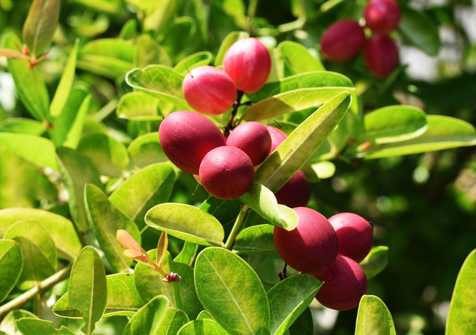 Miracle Fruit Description Effects Uses Britannica