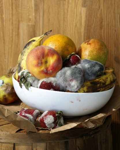 MoMA New Photography 2010 Roe Ethridge Old Fruit