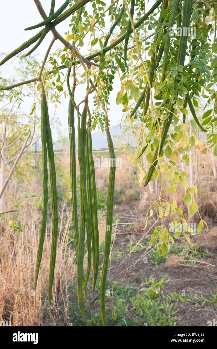 moringa fruit picture