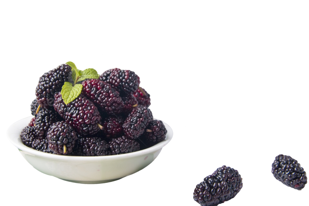 mulberry pictures fruit