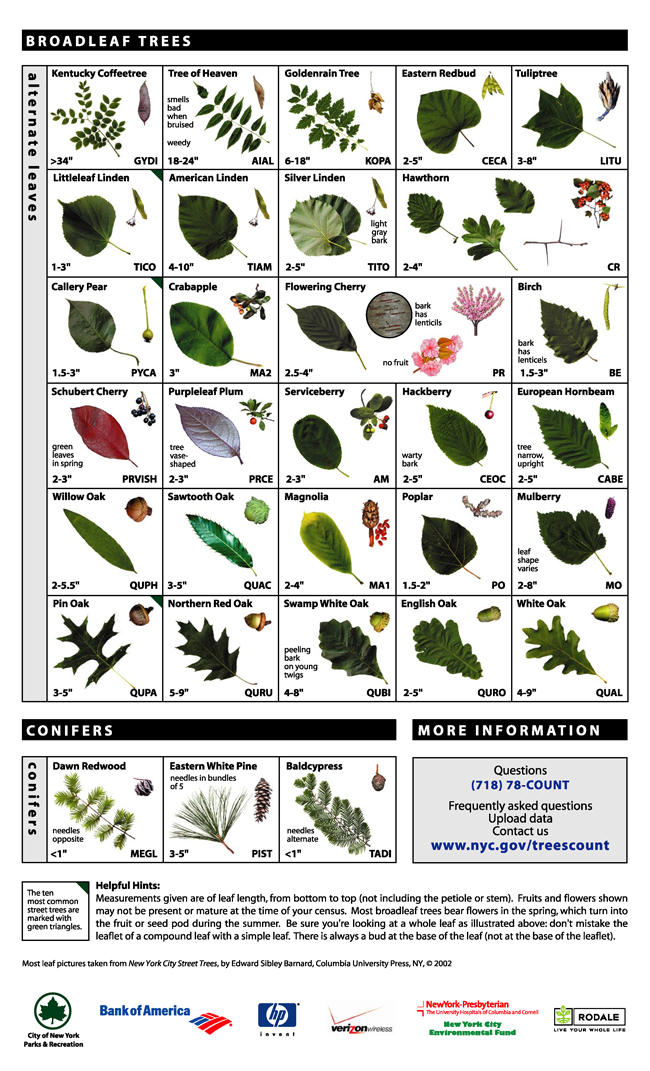 New York City 39 s Street Trees May Be Aggravating Your Allergies Tree