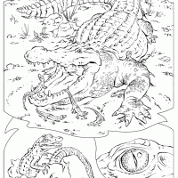 Nile Crocodiles