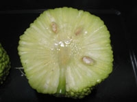 Non Edible Fruits Osage Orange Osage Orange Fruit Recipe Fruit