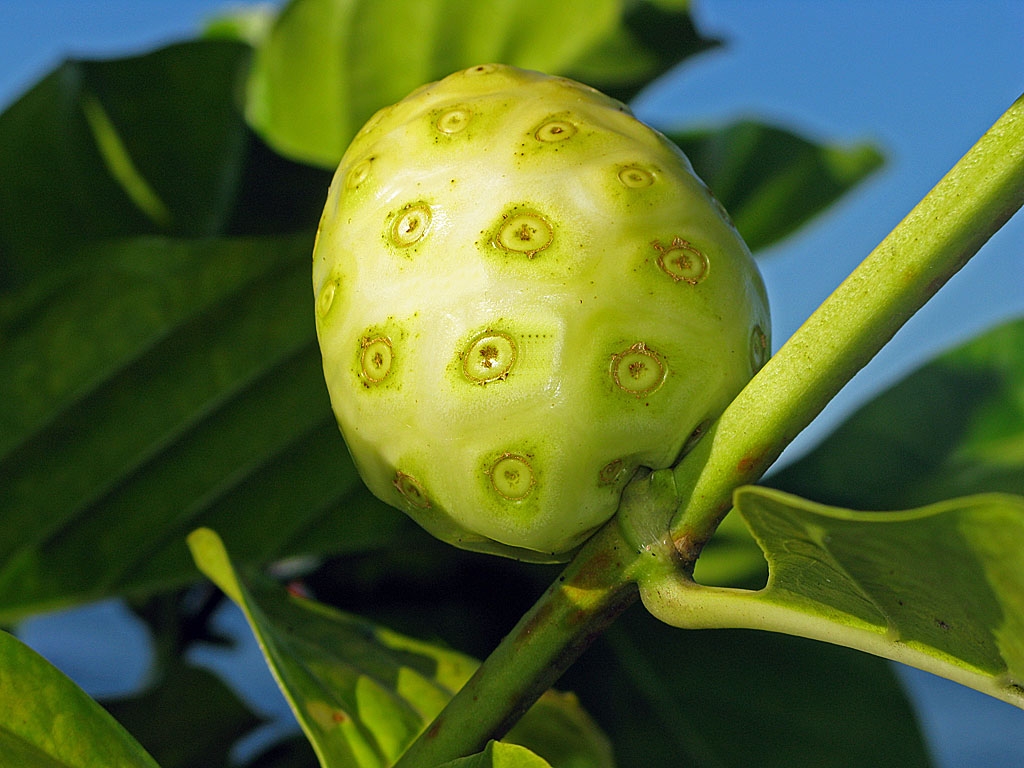 Noni Fruit