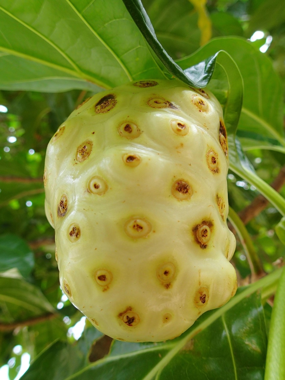 Noni Fruit Free Photo On Pixabay