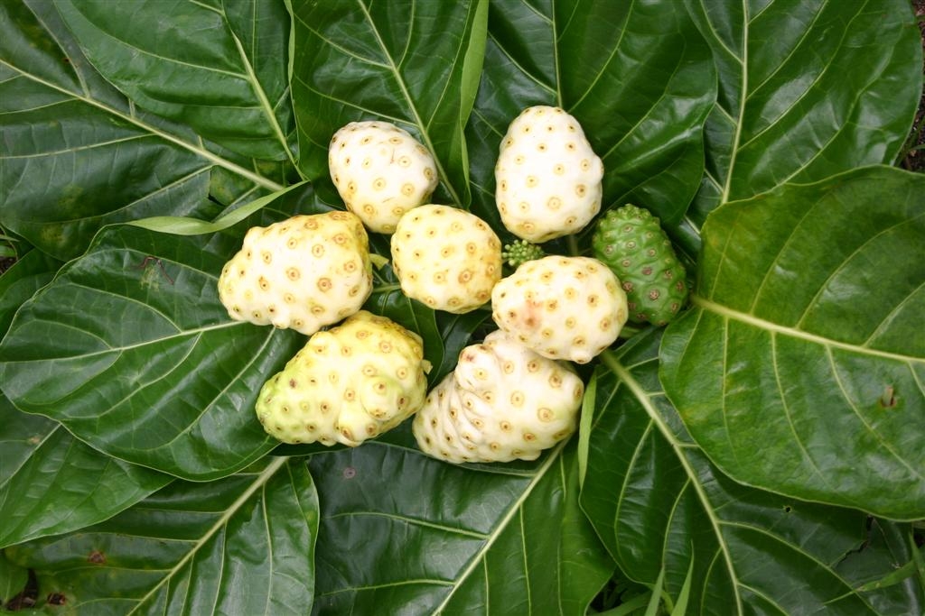 Noni Fruit