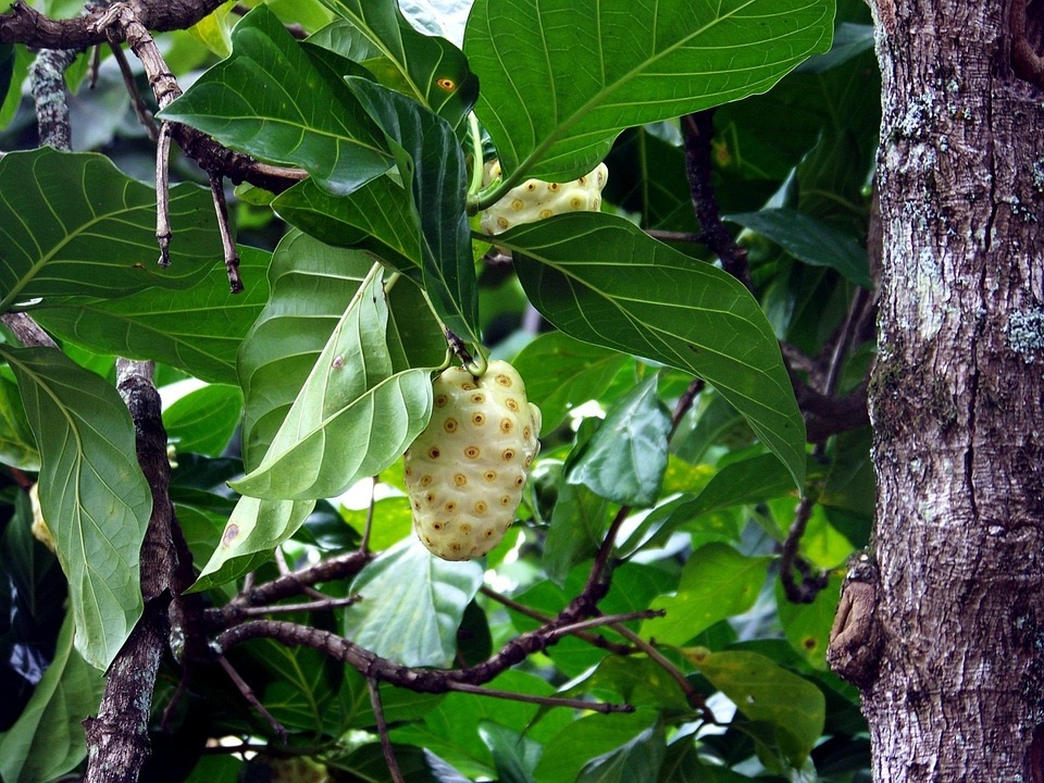 noni fruit picture