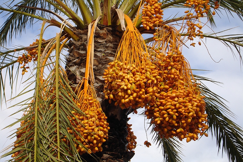 Nutritive Value For Date Palm