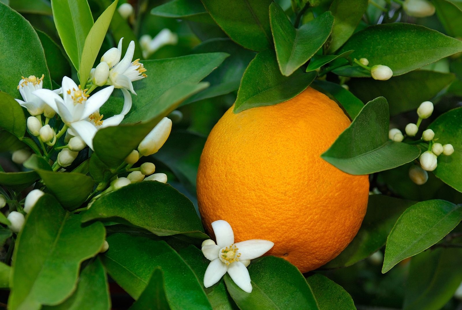 Orange Vitamins Minerals Health Benefits Britannica