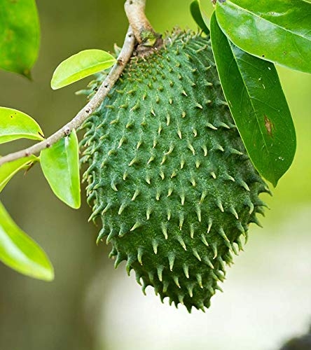 ORGANIC GRAVIOLA FRUIT MULLATHI Fresh Kerala Store
