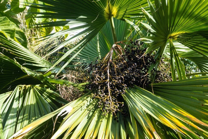 Palm Tree Fruits Stock Image Image Of Beautiful Botanical 173147879
