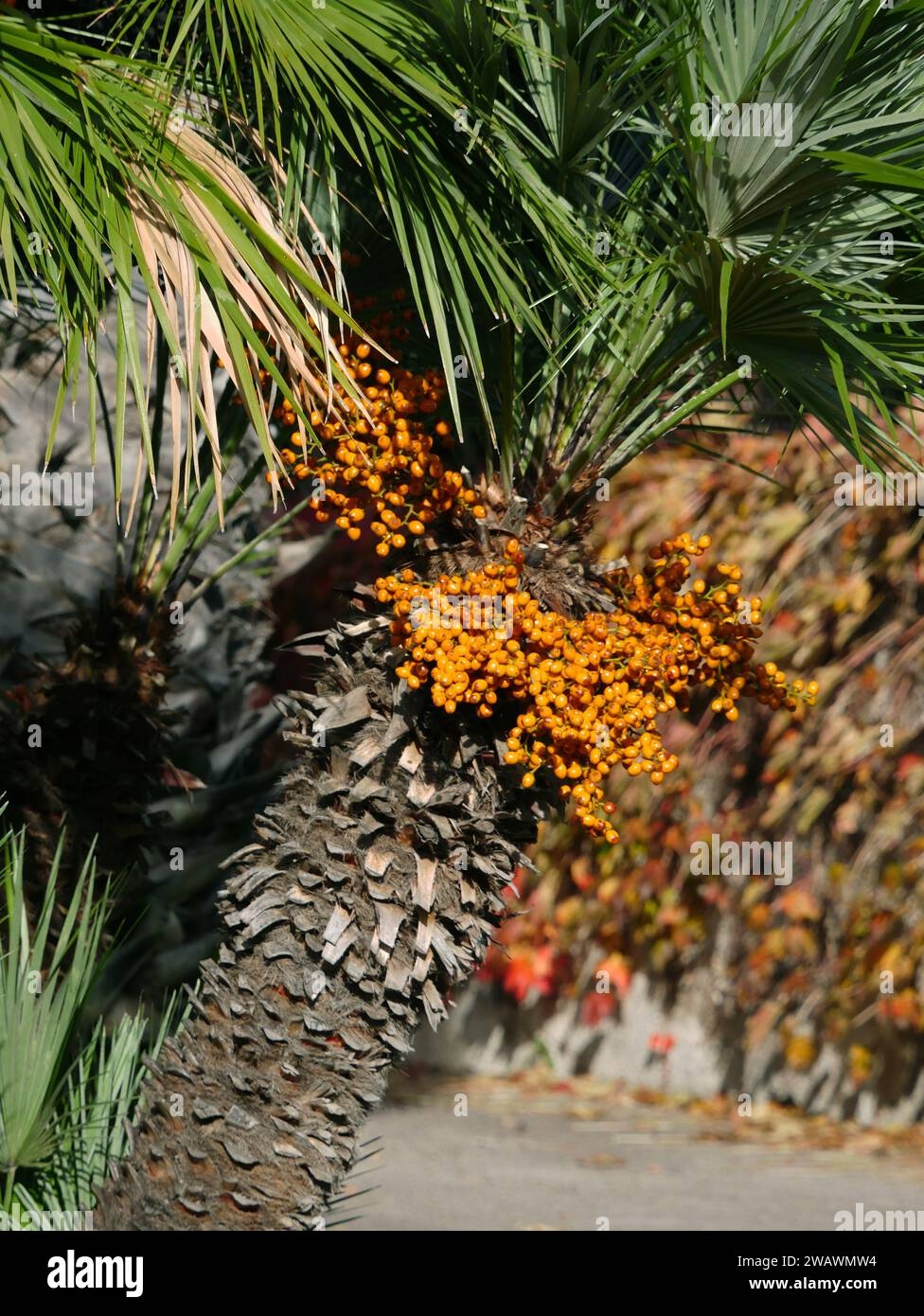 palm tree fruits pictures