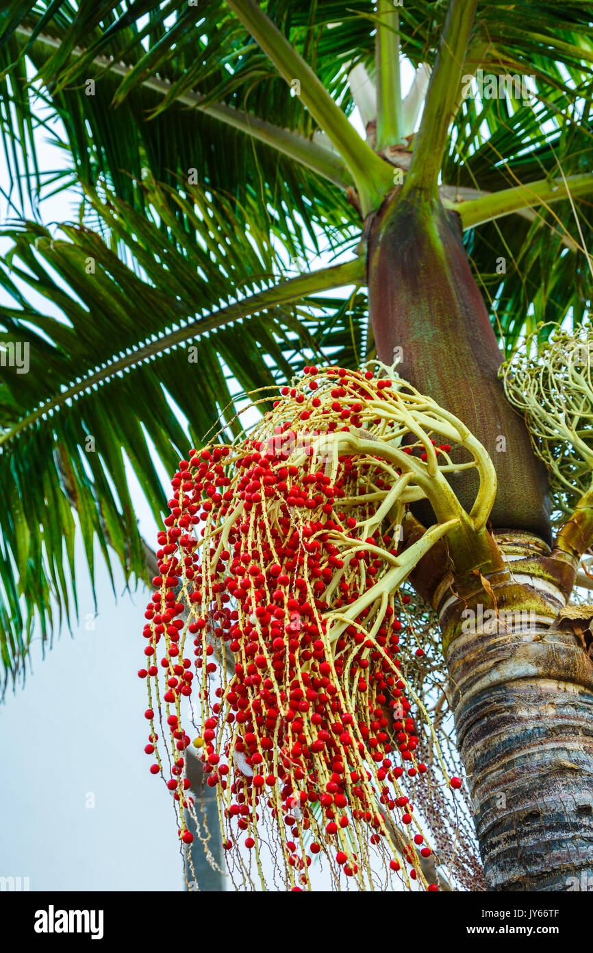 Palm Tree Fruits Stock Photo Alamy