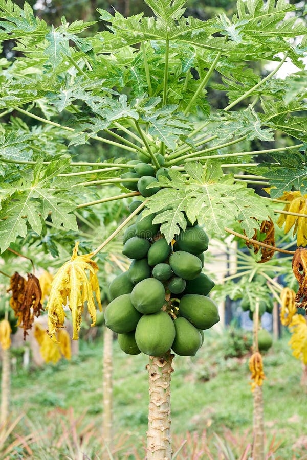 Papaya Bunch Fruits Stock Image Image Of Eating Backyard 99663023